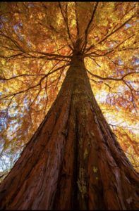 a tree with fall leaves