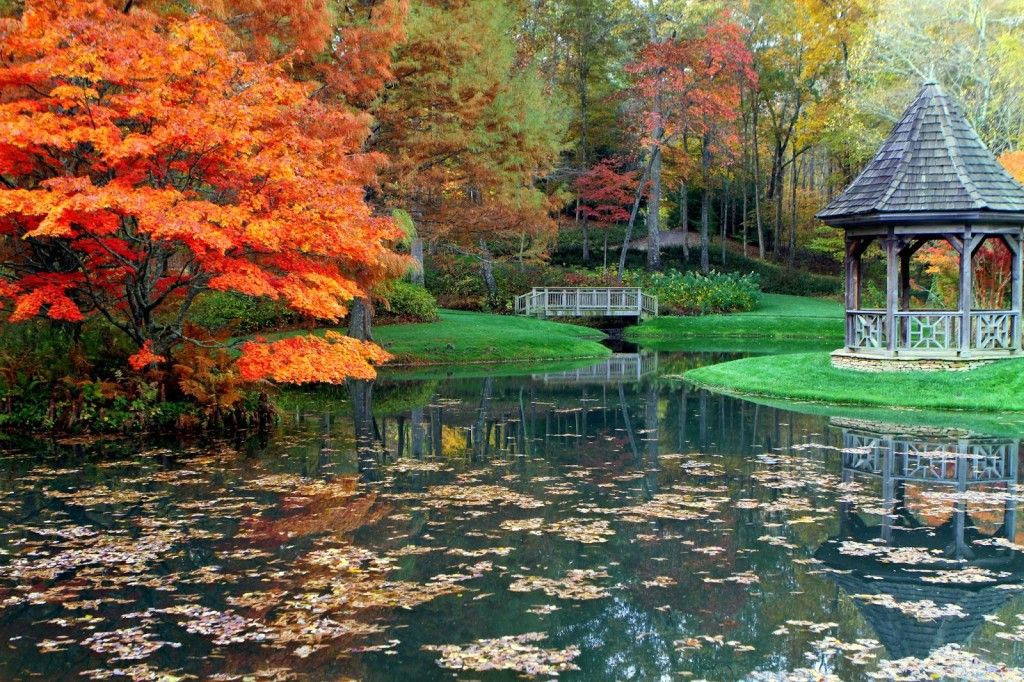 leaves in a garden pond