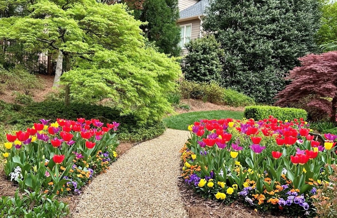 A winding gravel path bordered by red, yellow, and purple tulips leads through a landscaped garden with manicured shrubs and trees in various shades of green and burgundy.