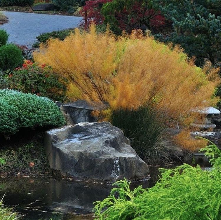 plants in a pond