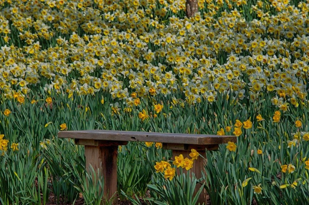 daffodils in a garden