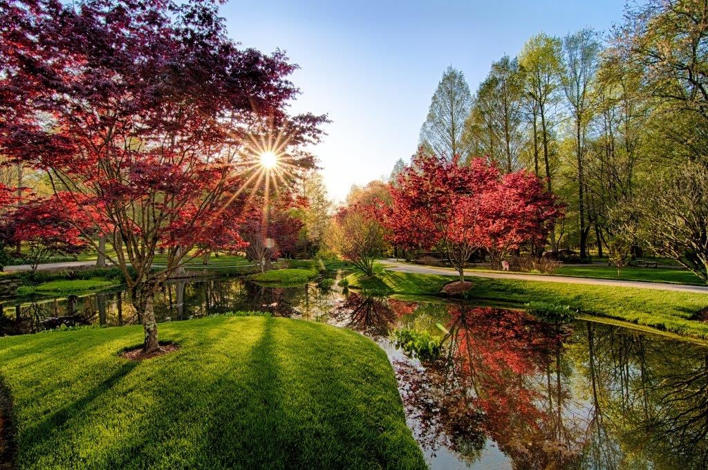 a pond surrounded by green grass and trees