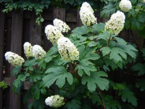 Oakleaf Hydrangea