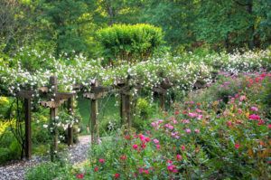 flowers in a garden