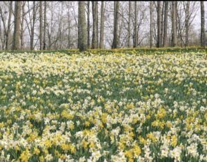 yellow and white flowers in a field