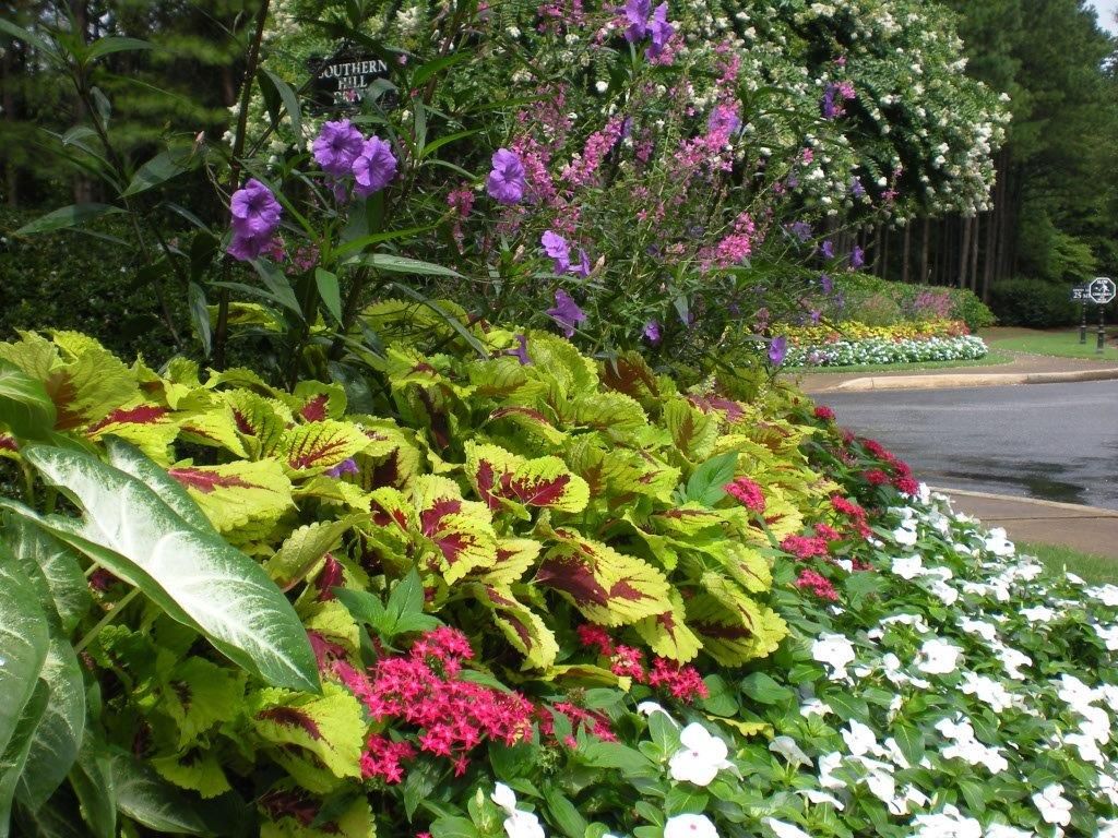 purple and pink flowers in a garden