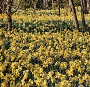 yellow flowers in a field