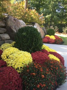 colorful bushes