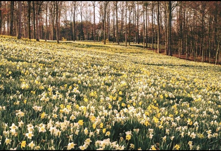 field of daffodils