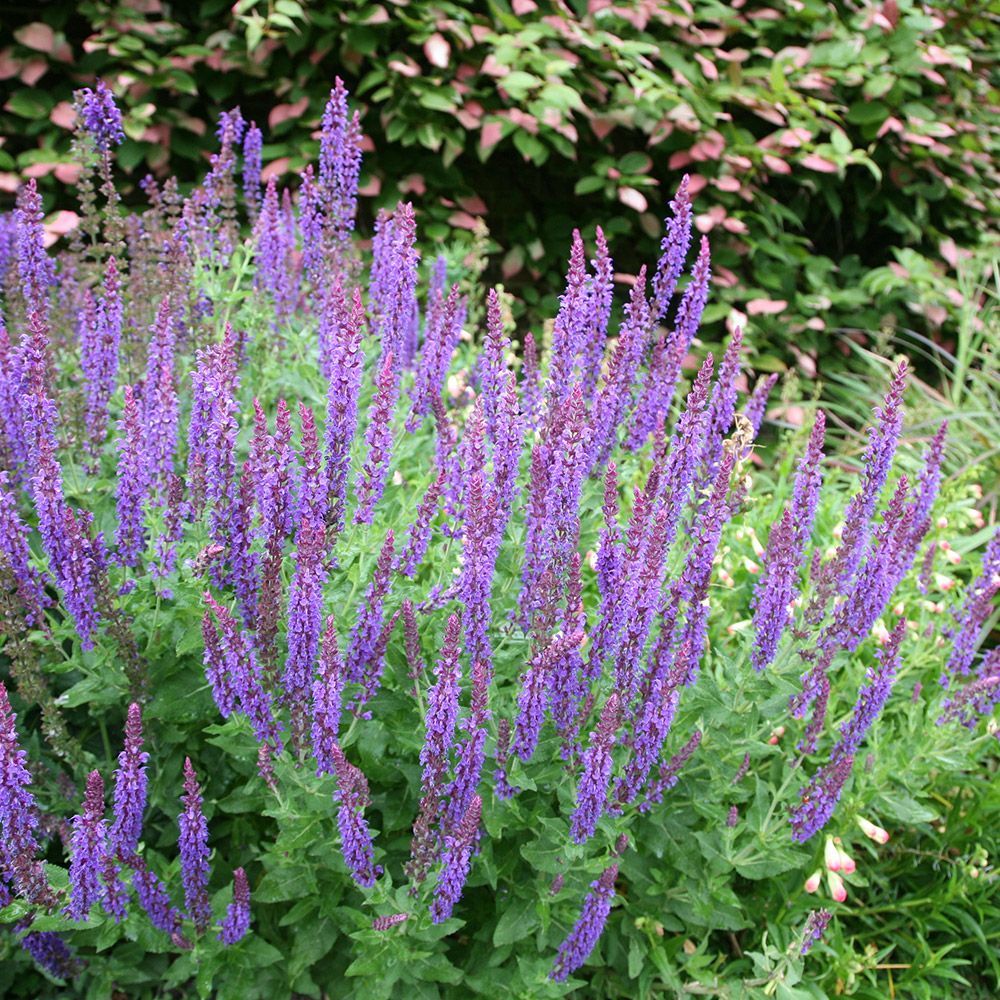 salvia flowers