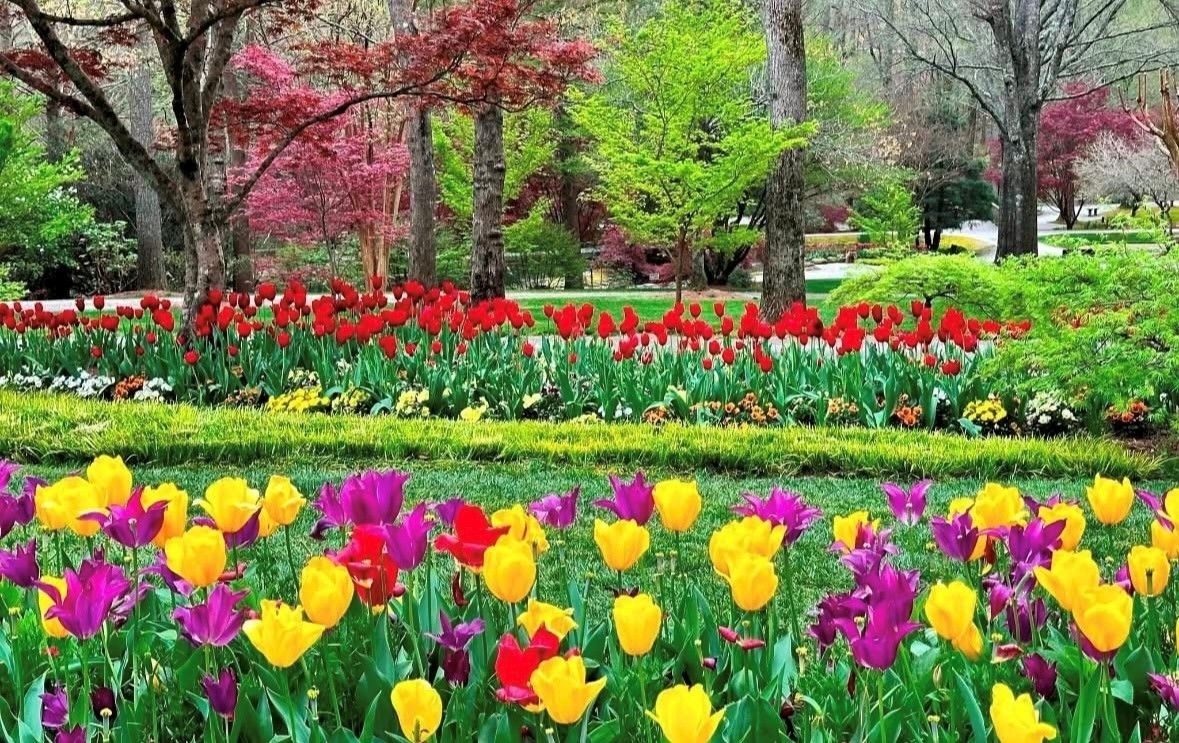 A vibrant spring garden displays rows of red, yellow, and purple tulips surrounded by lush green grass and mature trees with fresh foliage and colorful leaves.