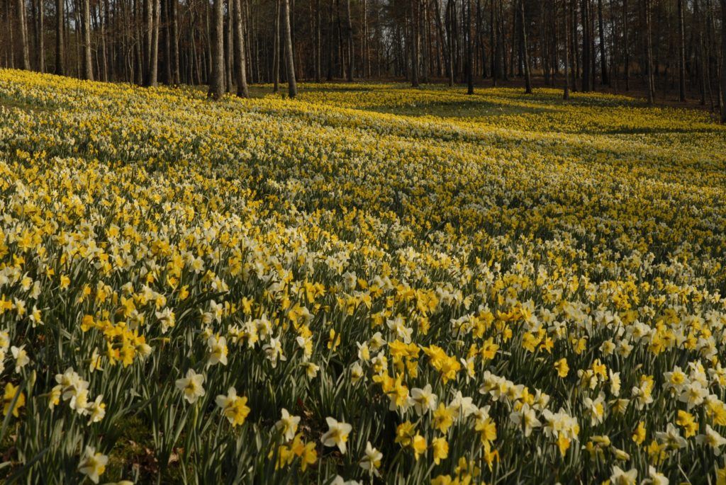 flowers in a field