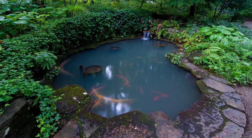 a pond in a garden