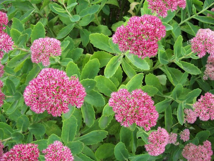 sedum flowers