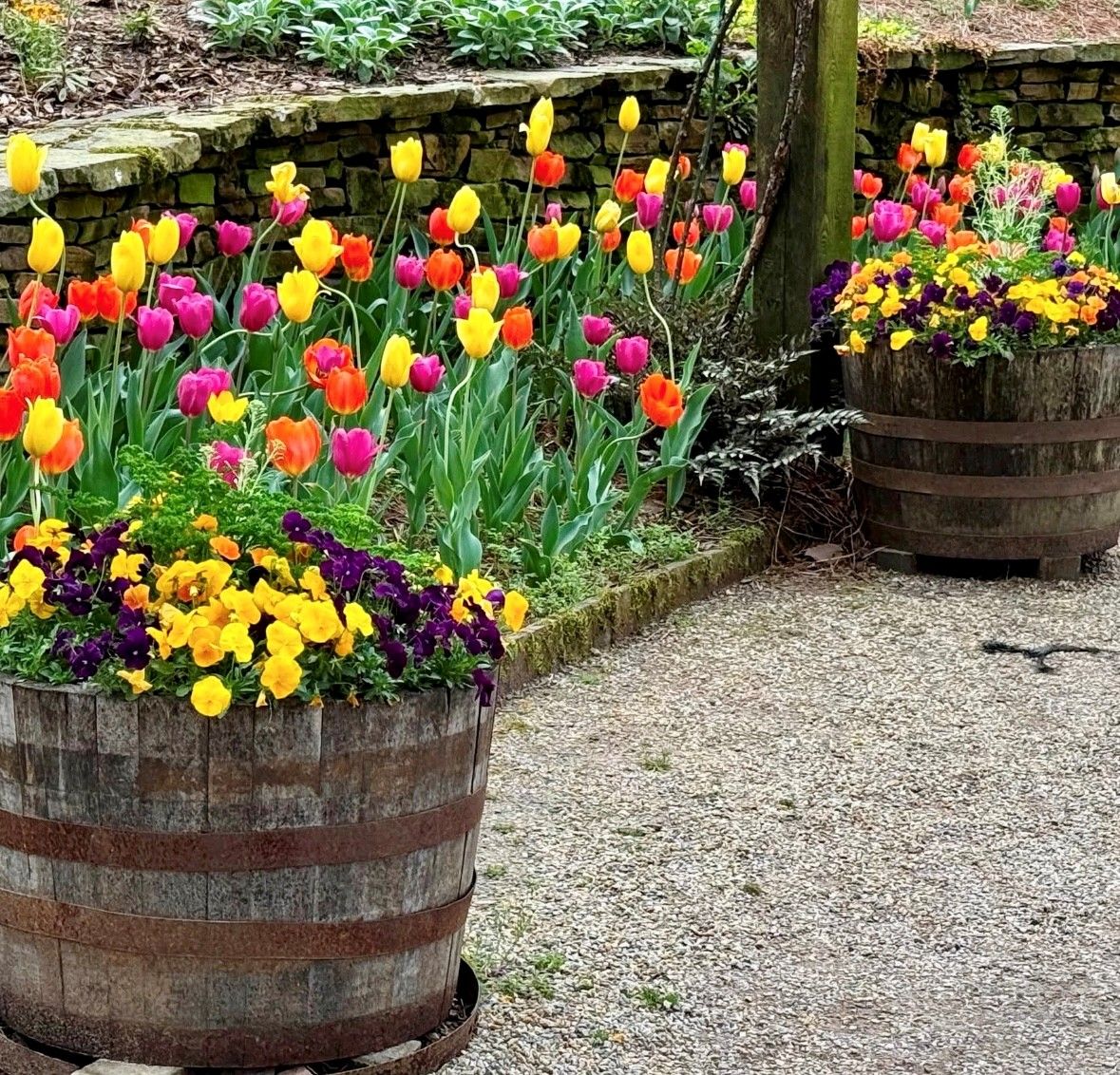 Colorful tulips in shades of yellow, orange, pink, and red bloom beside a rustic stone wall, with two wooden barrel planters filled with vibrant yellow and purple pansies on a gravel path.