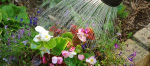 flowers being watered