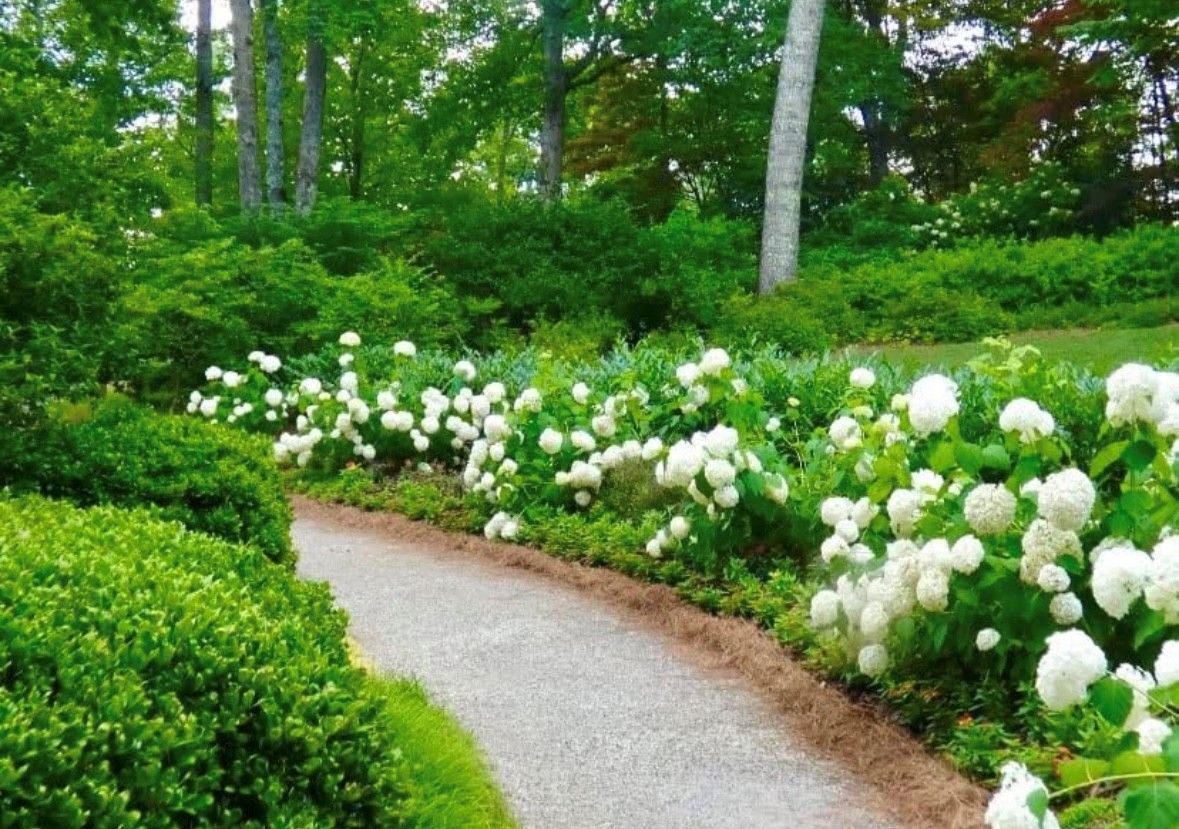 Smooth Hydrangea