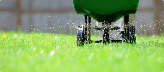 fertilizing a lawn