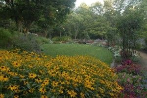 flowers in a garden