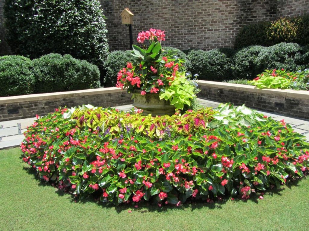 a closeup of a flower garden