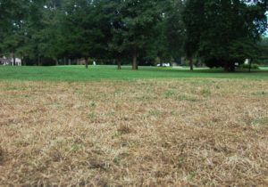 a field of grass