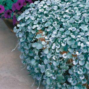 Silver Falls Dichondra