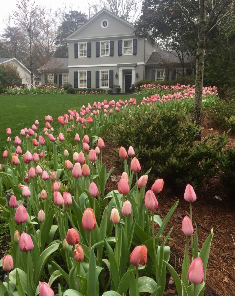 a group of pink tulips