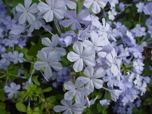 Blue Plumbago