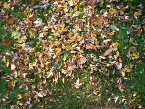 pile of leaves