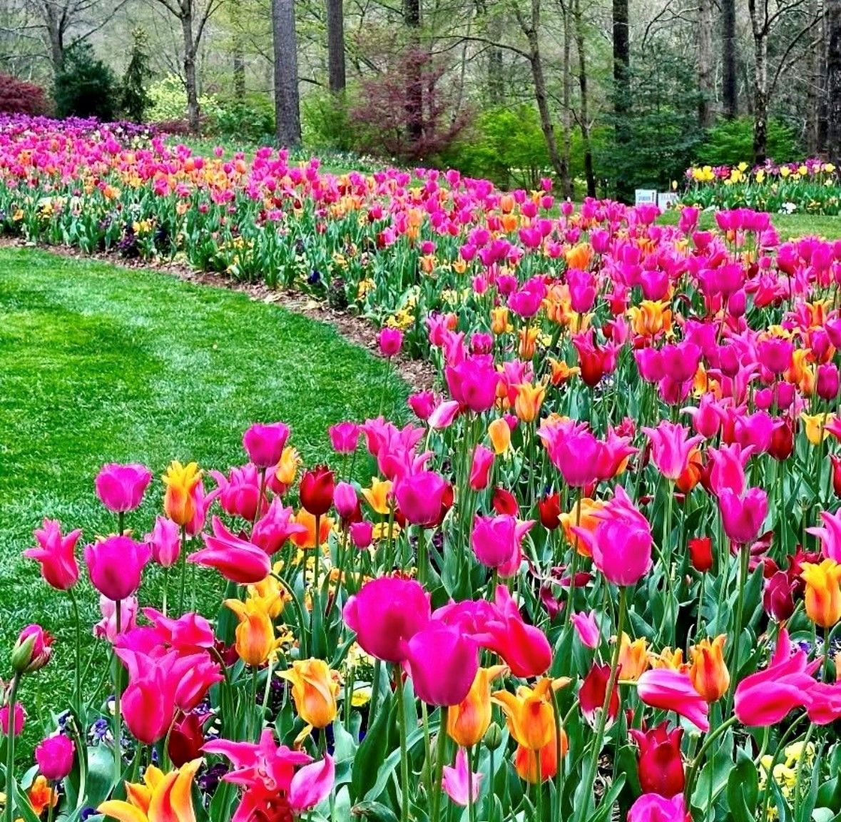 A sweeping garden bed of bright pink, orange, and yellow tulips lines a lush green lawn surrounded by tall trees in early spring.