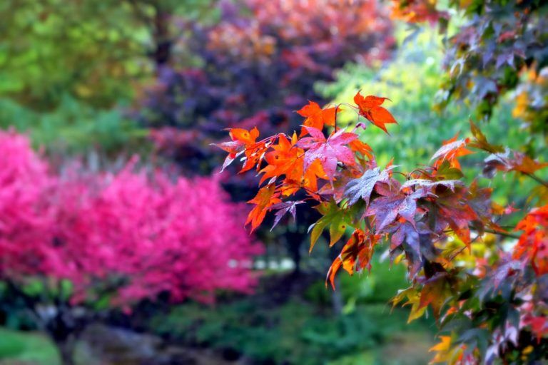 a group of pink flowers on a tree