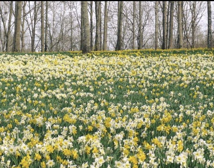 Gibbs Landscape daffodils