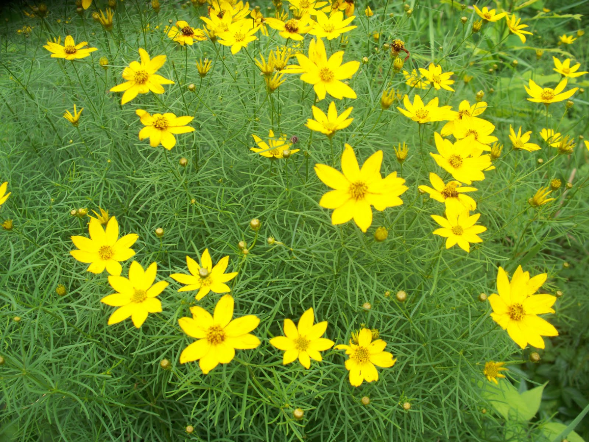 Coreopsis