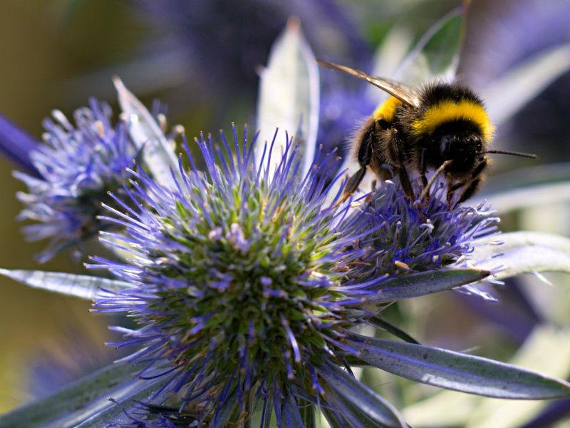 sea holly