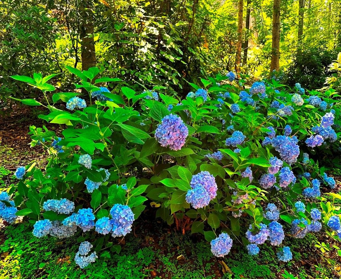 Bigleaf Hydrangea