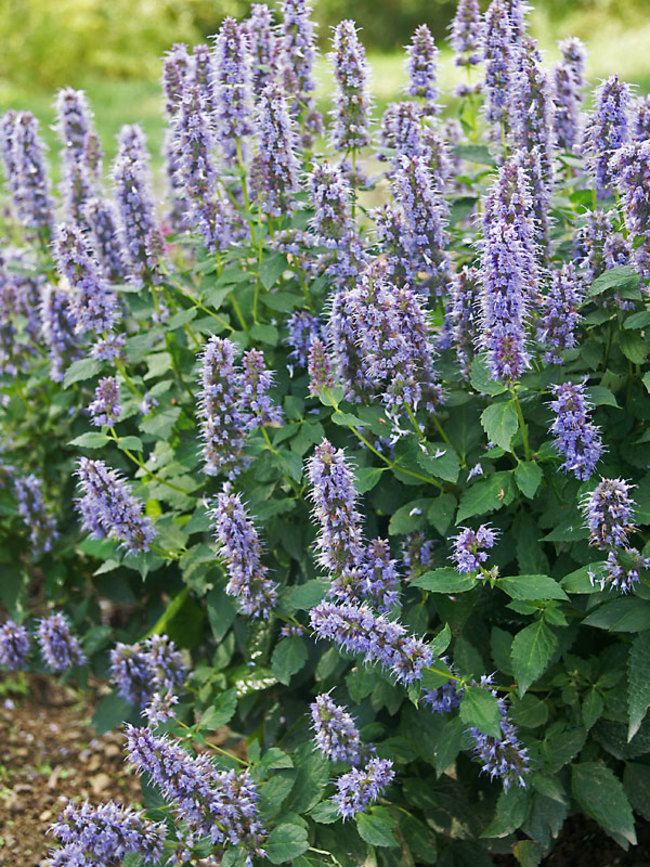 agastache flowers