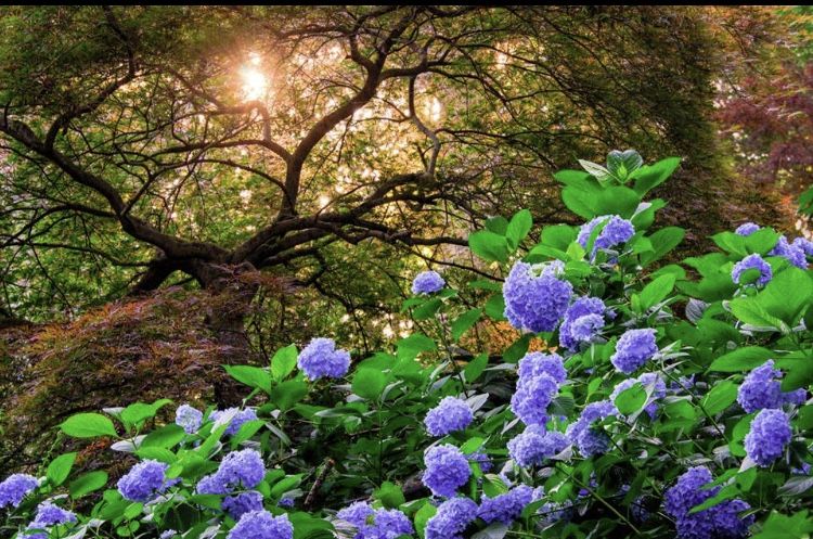 a group of purple flowers in a garden