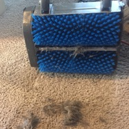 dirt and pet hair pulled out of carpet with zrlifter