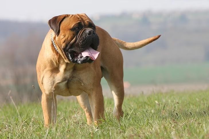Bullmastiff guard dog