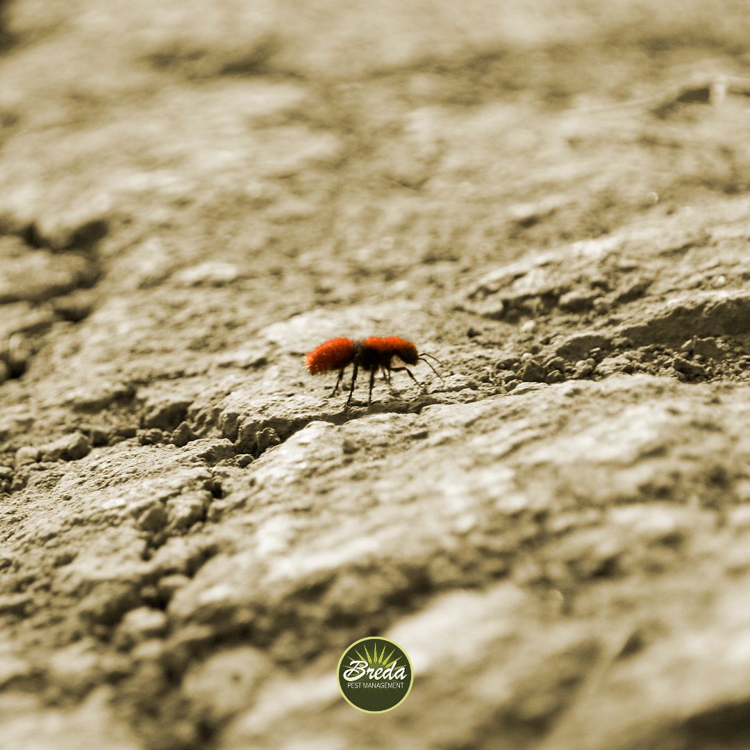 Small red velvet ant walking on textured dry soil with cracks and rough surface in natural light.