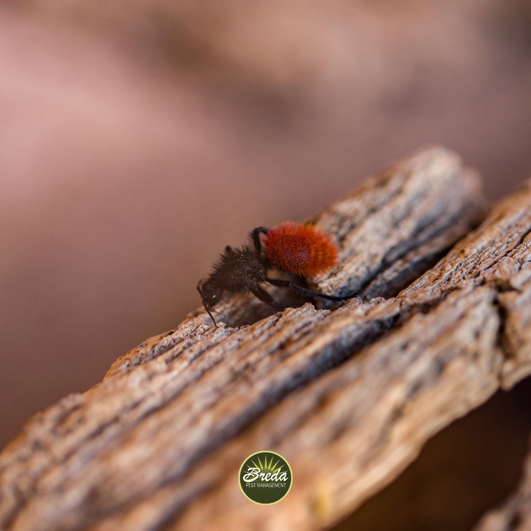 Close-up of a velvet ant with bright red fuzzy abdomen crawling on textured wood surface.