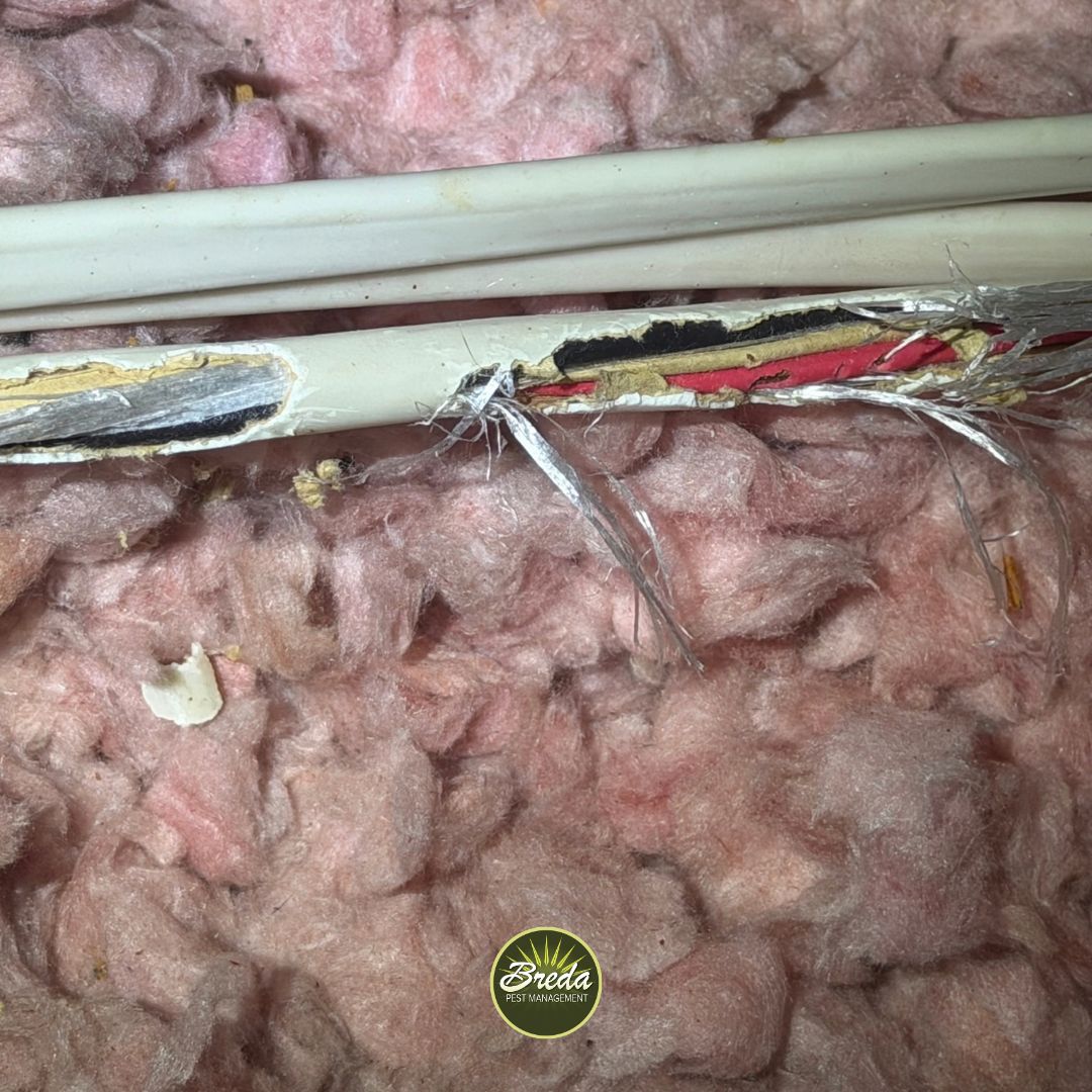 Damaged electrical wires with exposed insulation and conductors on pink insulation material, indicating potential hazard.