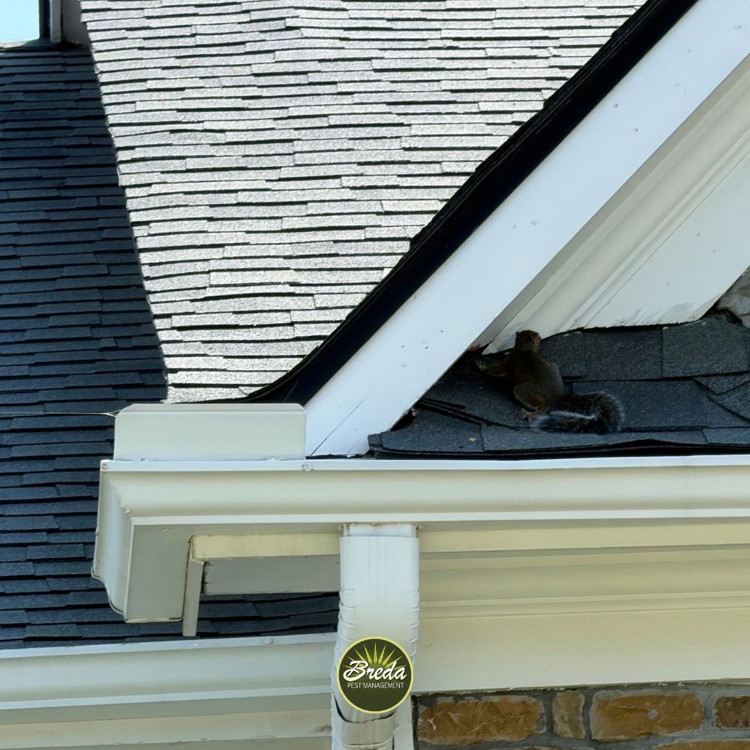 Grey squirrel resting on a residential roof near white gutters and dark shingles on a sunny day.