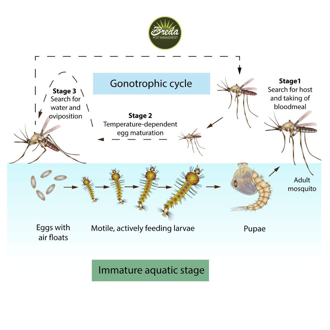 informational chart graphic of the lifecycle of a mosquito proactive mosquito control in Georgia