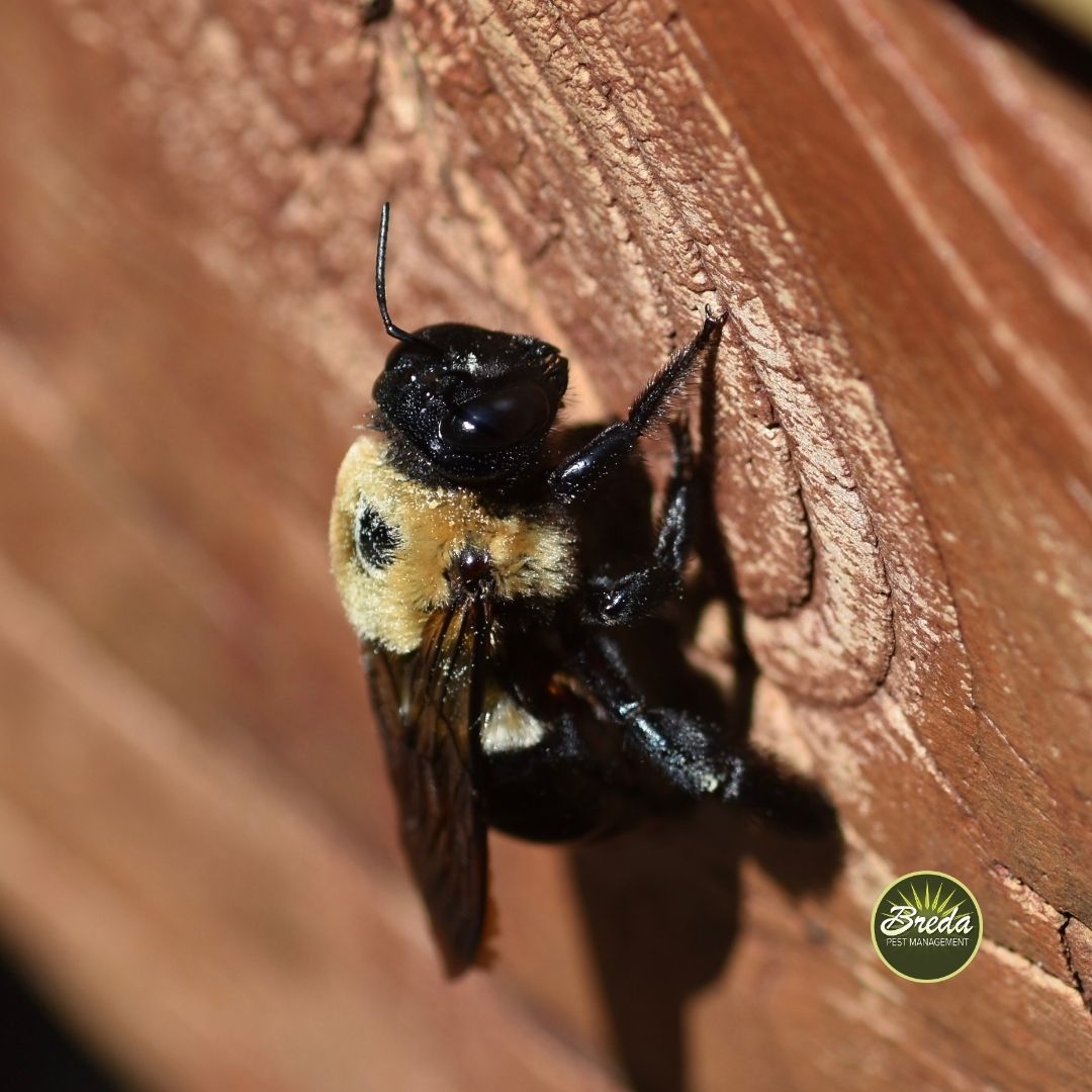 close up picture of a carpenter bee on a piece of wood on the exterior of a Georgia home carpenter bee pest control Atlanta GA
