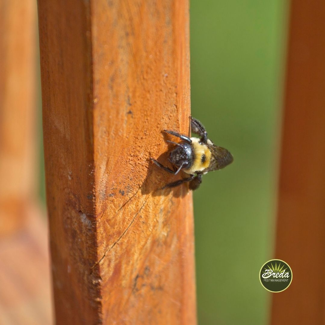 close up image of a carpenter bee sitting on a piece of wood on a wooden deck carpenter bee control in Georgia
