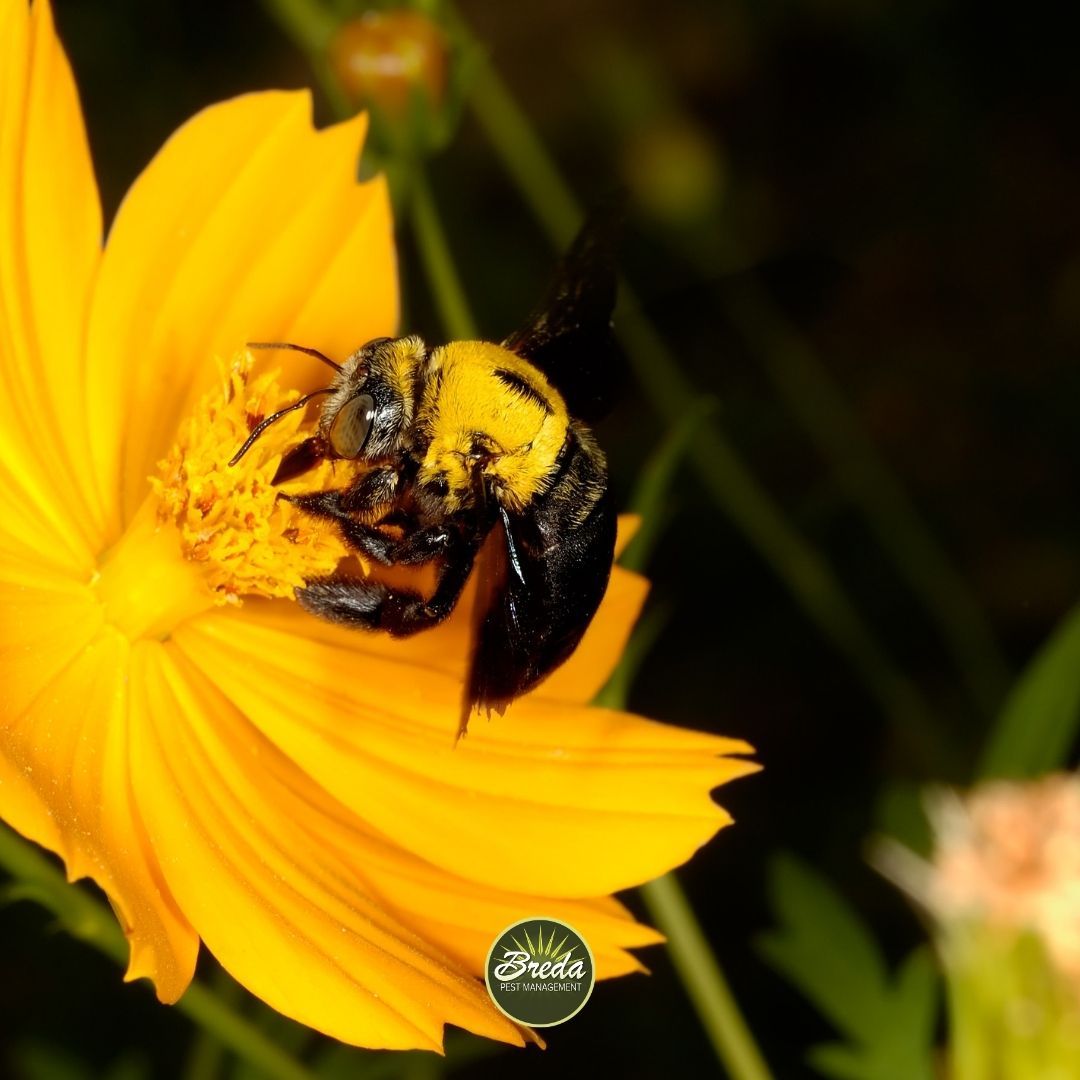 close up picture of a carpenter bee gathering nectar from a flower carpenter bee pest control Atlanta GA