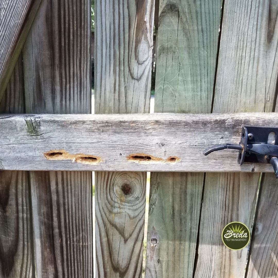 carpenter bee damage on the back of a garden gate carpenter bee control in Atlanta GA