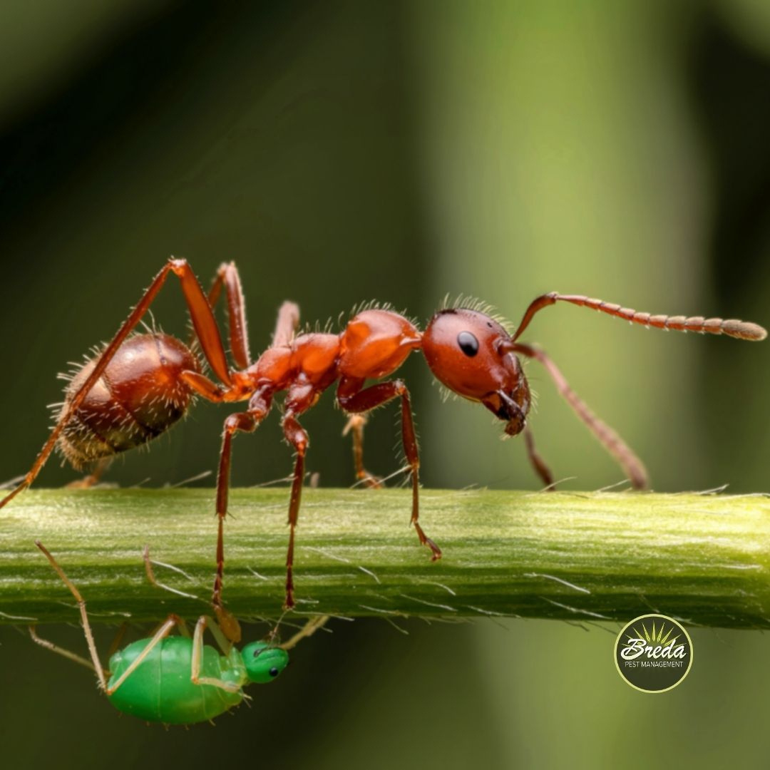 close up image of a red fire ant crawling on a stem with a green aphid underneath it ant pest control in Atlanta Georgia