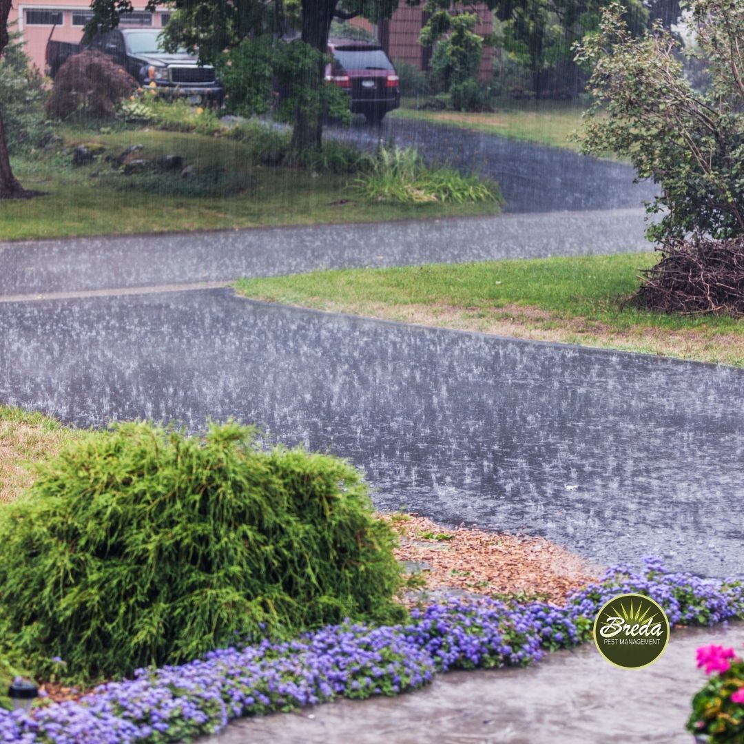 summer rainstorm rain falling on a driveway ask the experts fire ant control in Atlanta